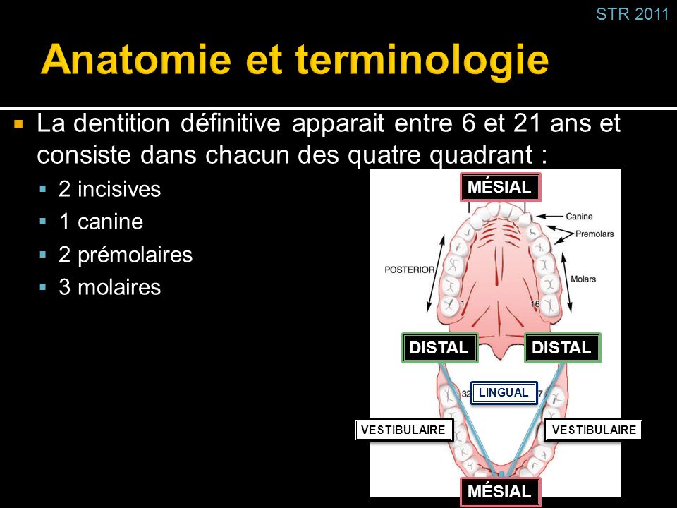 Anatomie et terminologie
