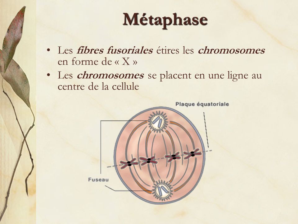 Métaphase Les fibres fusoriales étires les chromosomes en forme de « X » Les chromosomes se placent en une ligne au centre de la cellule.