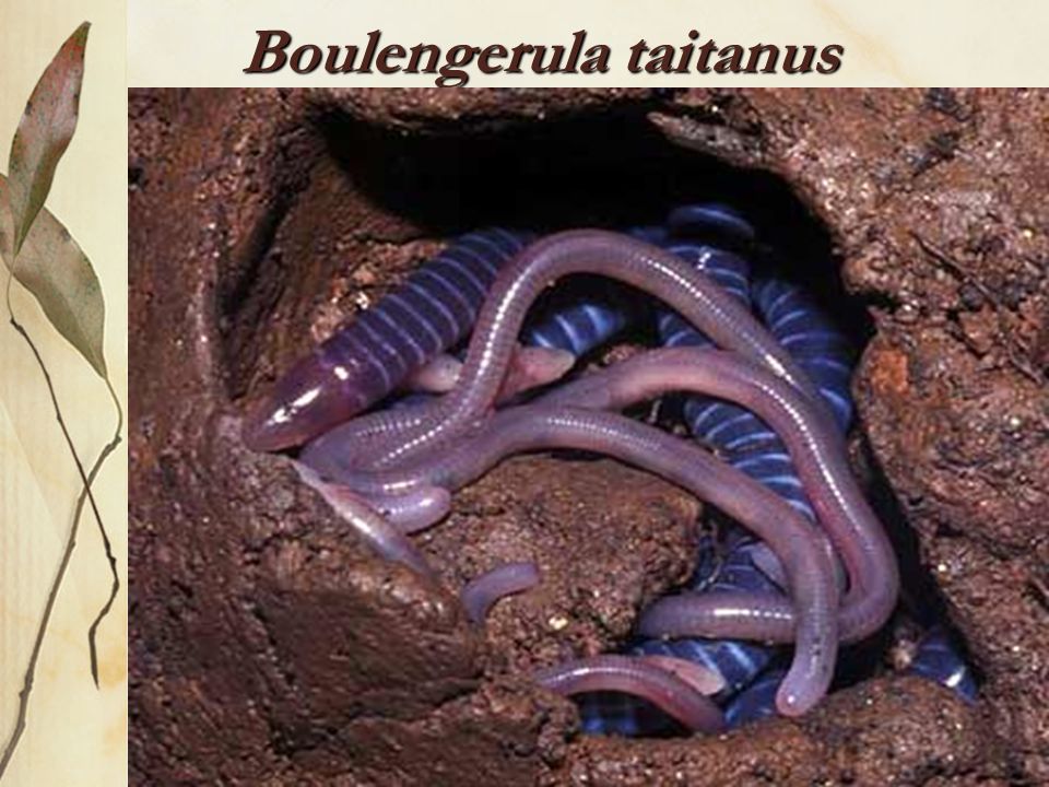 Boulengerula taitanus