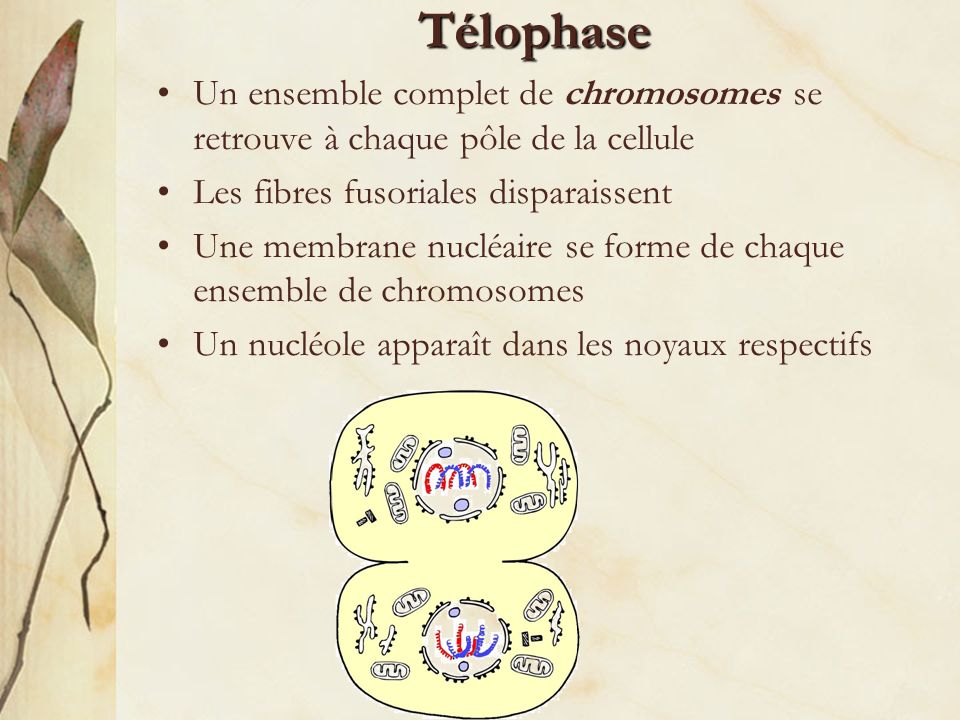 Télophase Un ensemble complet de chromosomes se retrouve à chaque pôle de la cellule. Les fibres fusoriales disparaissent.