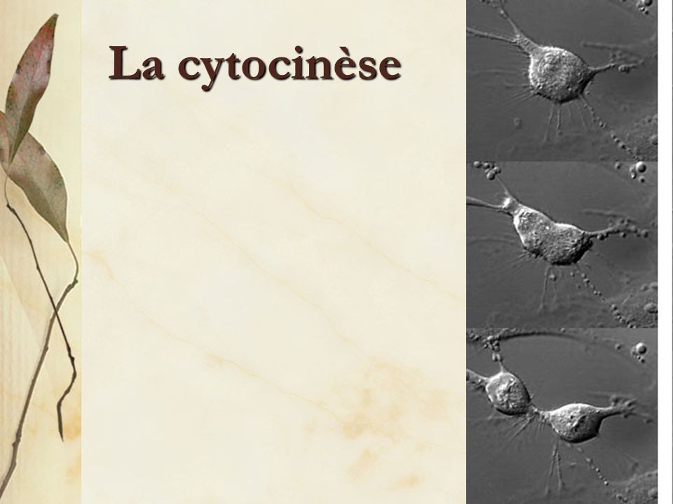 La cytocinèse