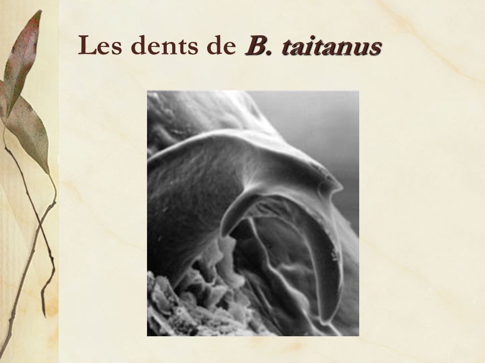 Les dents de B. taitanus