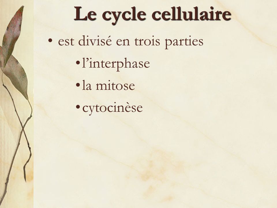 Le cycle cellulaire est divisé en trois parties l’interphase la mitose