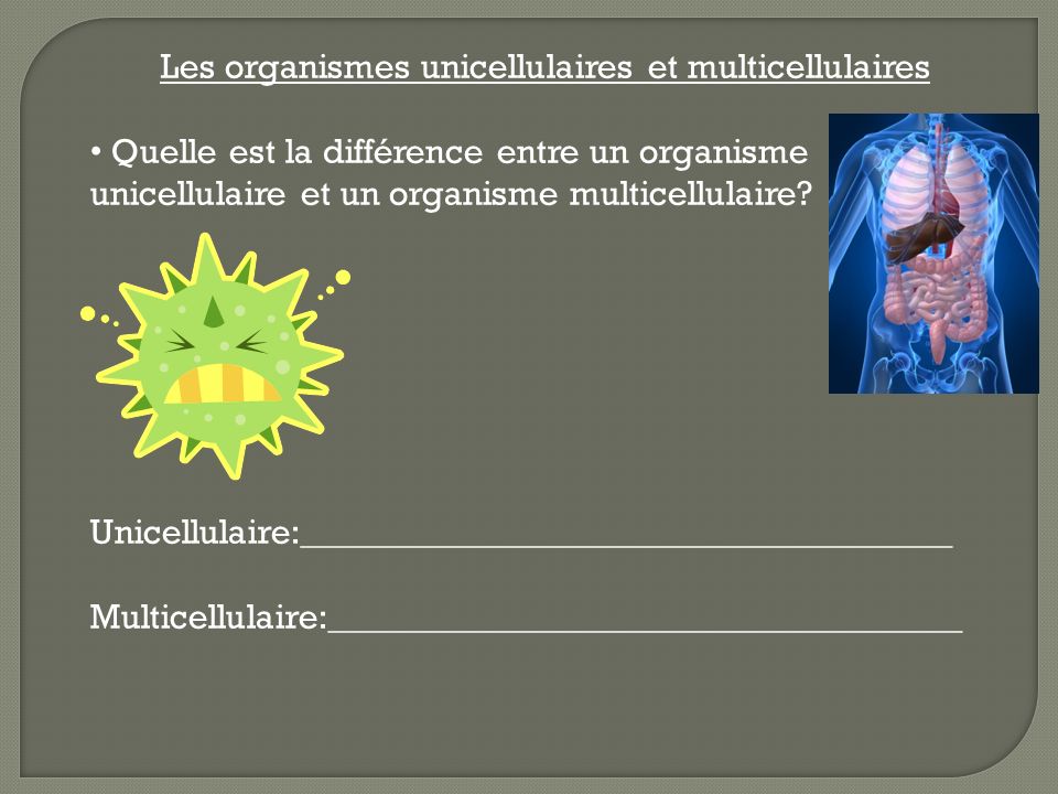 Les organismes unicellulaires et multicellulaires
