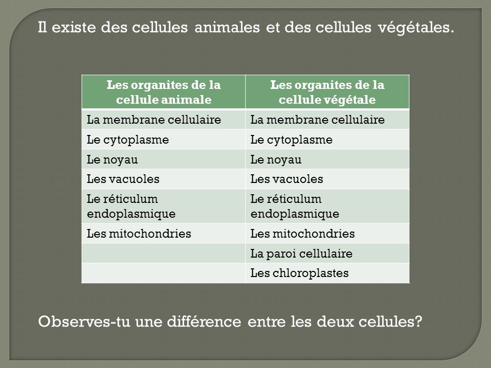 Il existe des cellules animales et des cellules végétales.