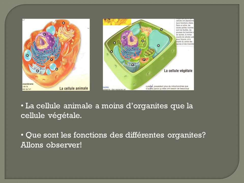 La cellule animale a moins d’organites que la cellule végétale.