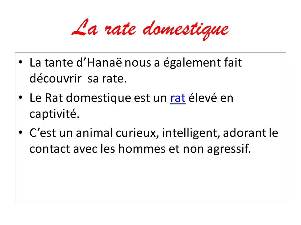 La rate domestique La tante d’Hanaë nous a également fait découvrir sa rate. Le Rat domestique est un rat élevé en captivité.