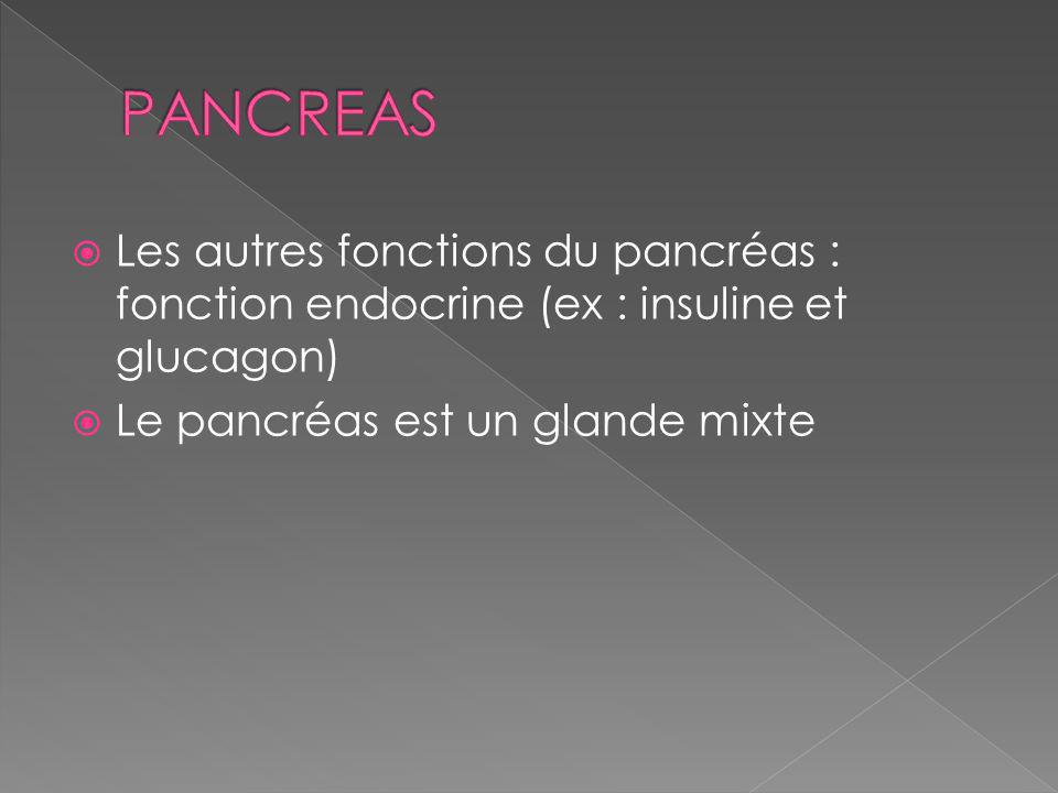 PANCREAS Les autres fonctions du pancréas : fonction endocrine (ex : insuline et glucagon) Le pancréas est un glande mixte.