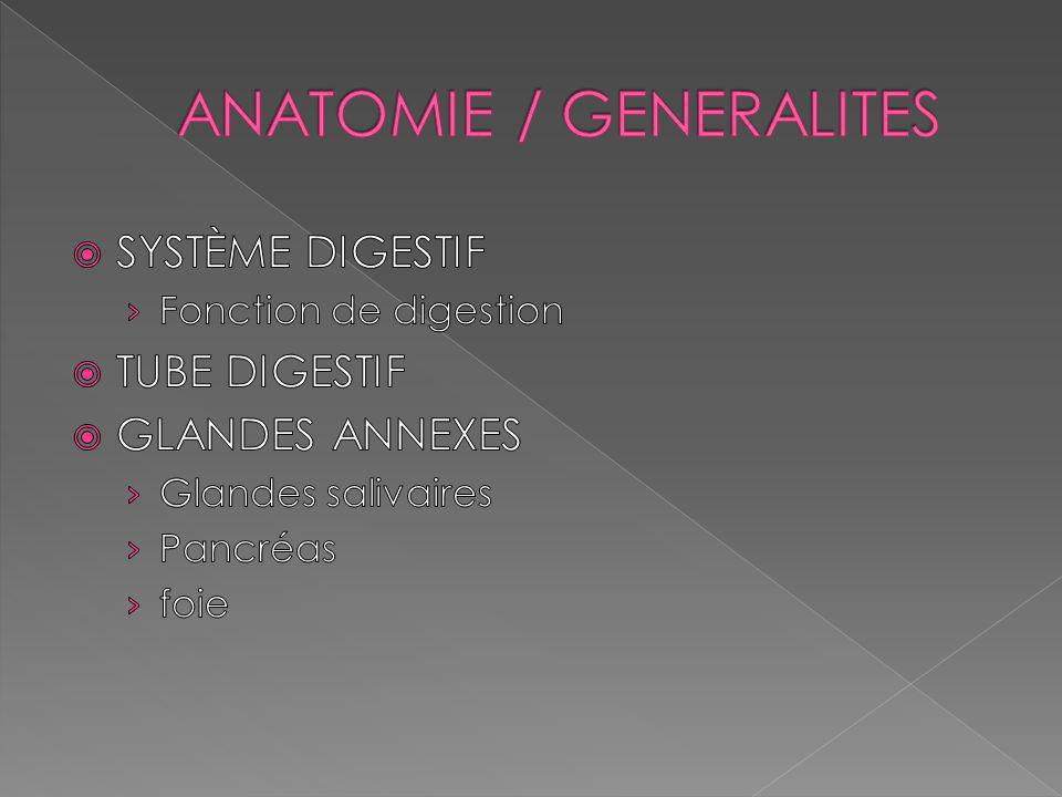 ANATOMIE / GENERALITES