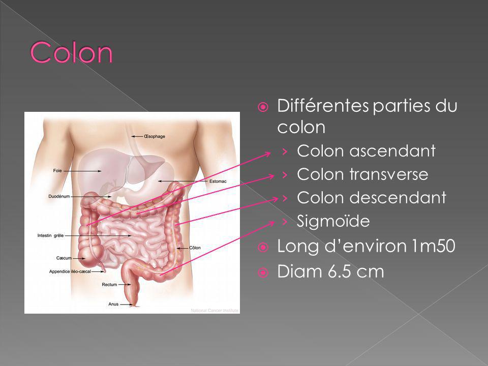 Colon Différentes parties du colon Long d’environ 1m50 Diam 6.5 cm