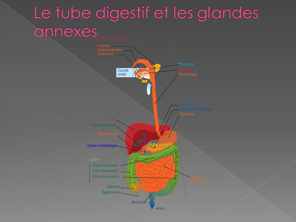 Le tube digestif et les glandes annexes