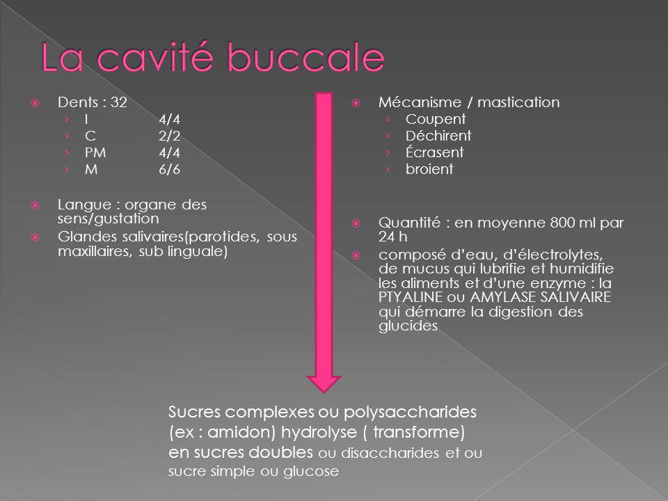La cavité buccale Dents : 32. I 4/4. C 2/2. PM 4/4. M 6/6. Langue : organe des sens/gustation.