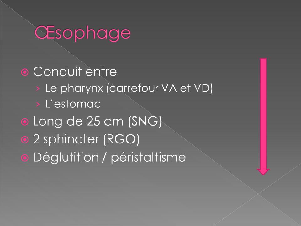 Œsophage Conduit entre Long de 25 cm (SNG) 2 sphincter (RGO)