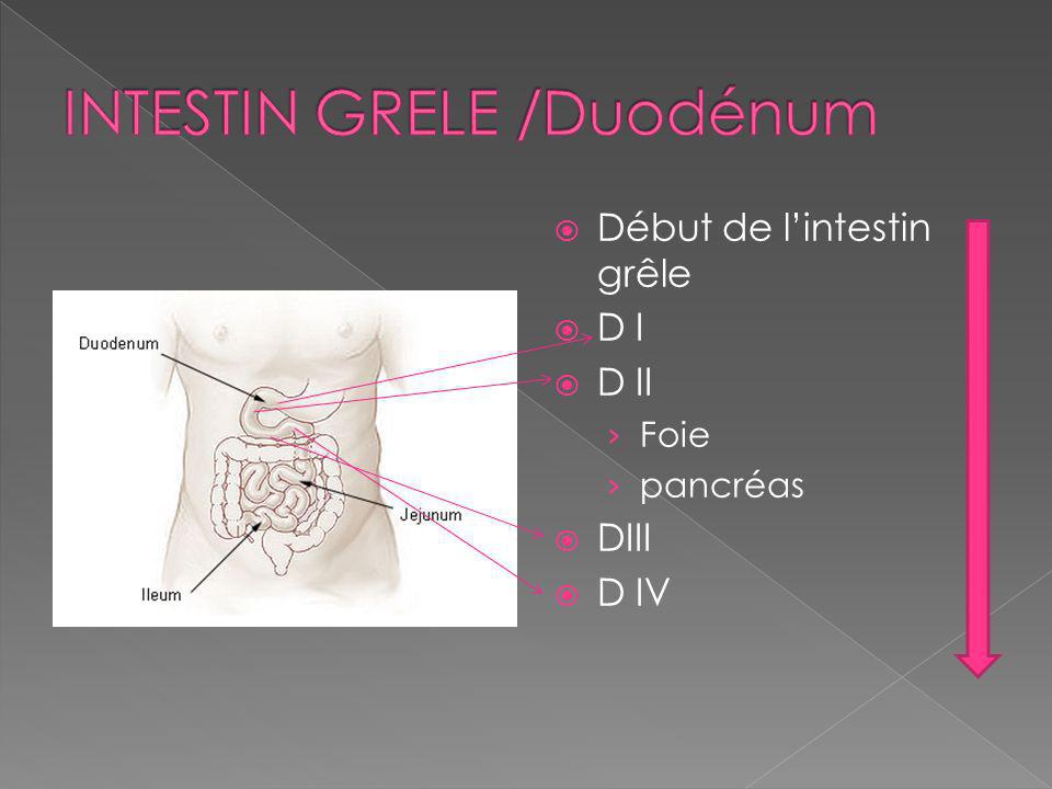 INTESTIN GRELE /Duodénum