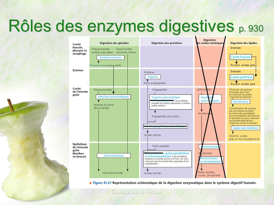 Rôles des enzymes digestives p. 930