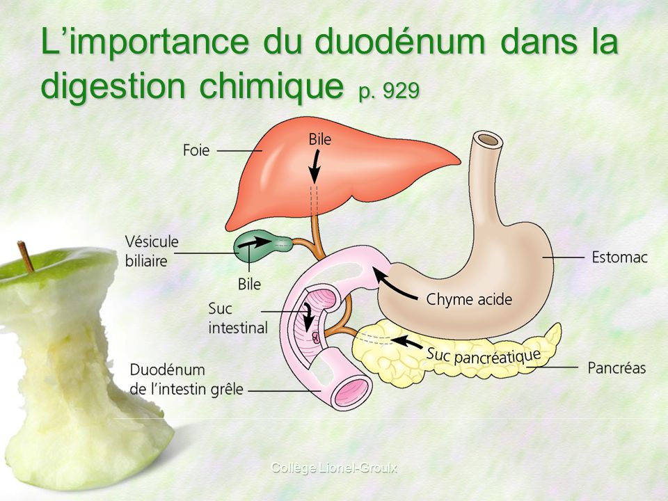 L’importance du duodénum dans la digestion chimique p. 929