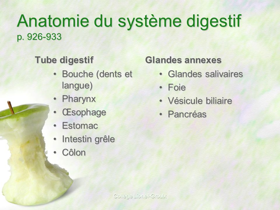 Anatomie du système digestif p