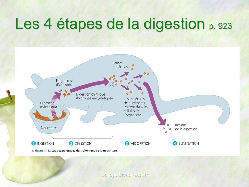 Les 4 étapes de la digestion p. 923