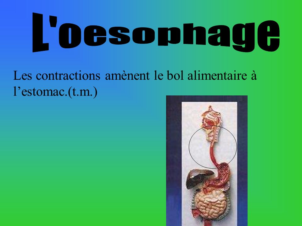 L oesophage Les contractions amènent le bol alimentaire à l’estomac.(t.m.)