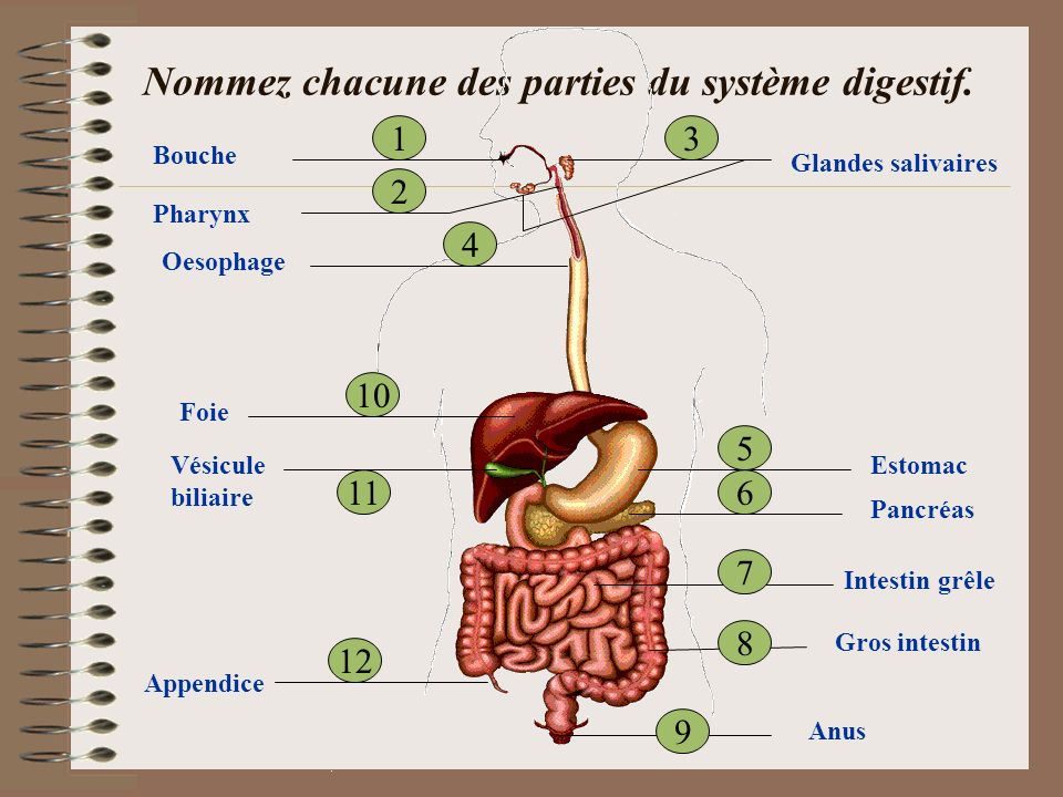 Nommez chacune des parties du système digestif.