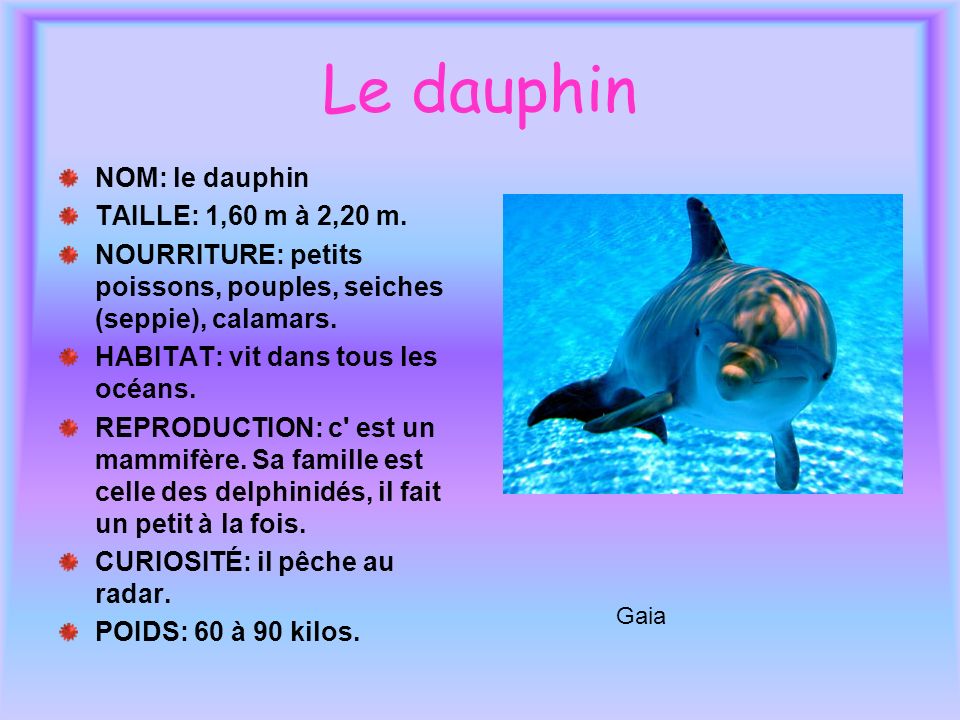Le dauphin NOM: le dauphin TAILLE: 1,60 m à 2,20 m.