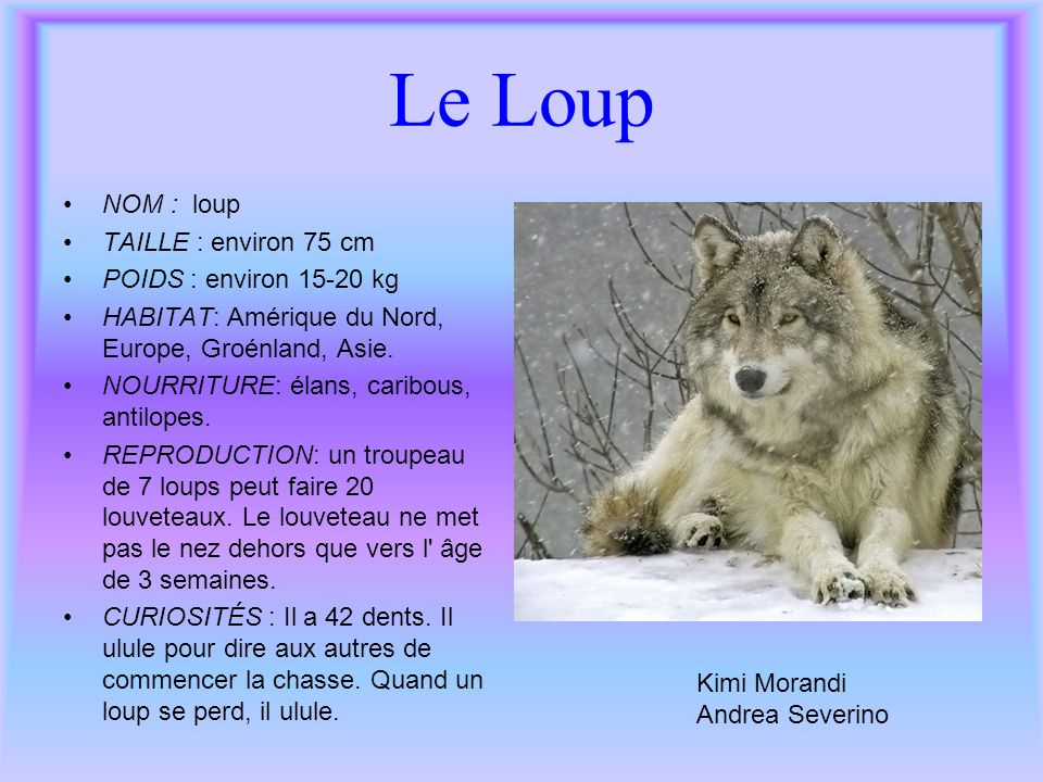 Le Loup NOM : loup TAILLE : environ 75 cm POIDS : environ kg