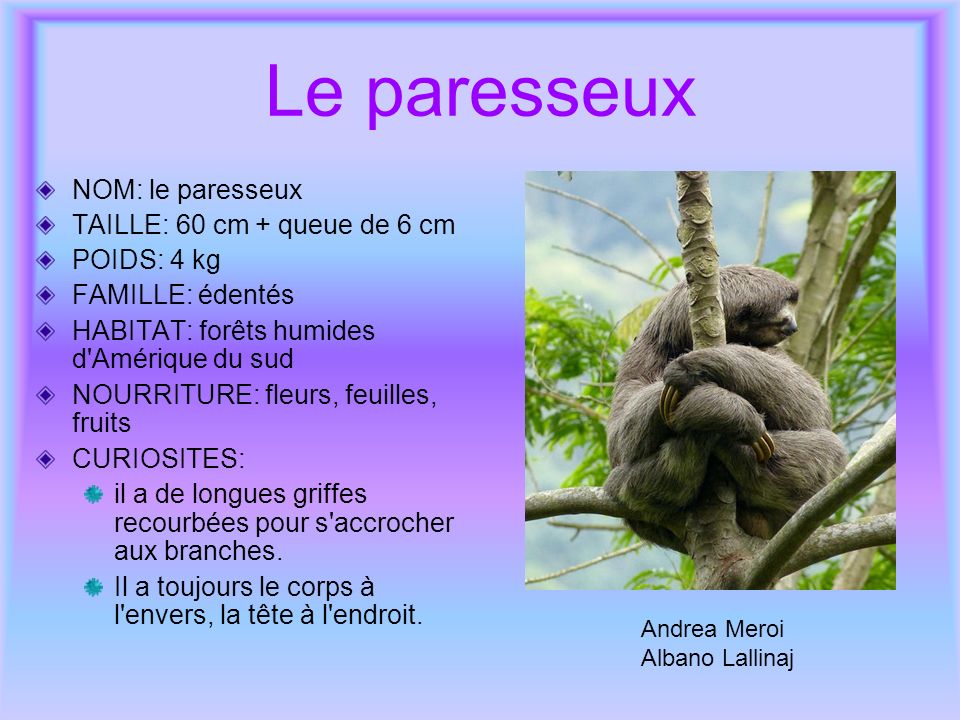Le paresseux NOM: le paresseux TAILLE: 60 cm + queue de 6 cm