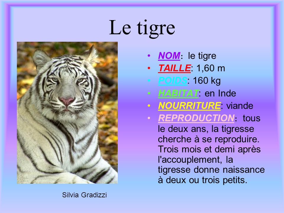 Le tigre NOM: le tigre TAILLE: 1,60 m POIDS: 160 kg HABITAT: en Inde