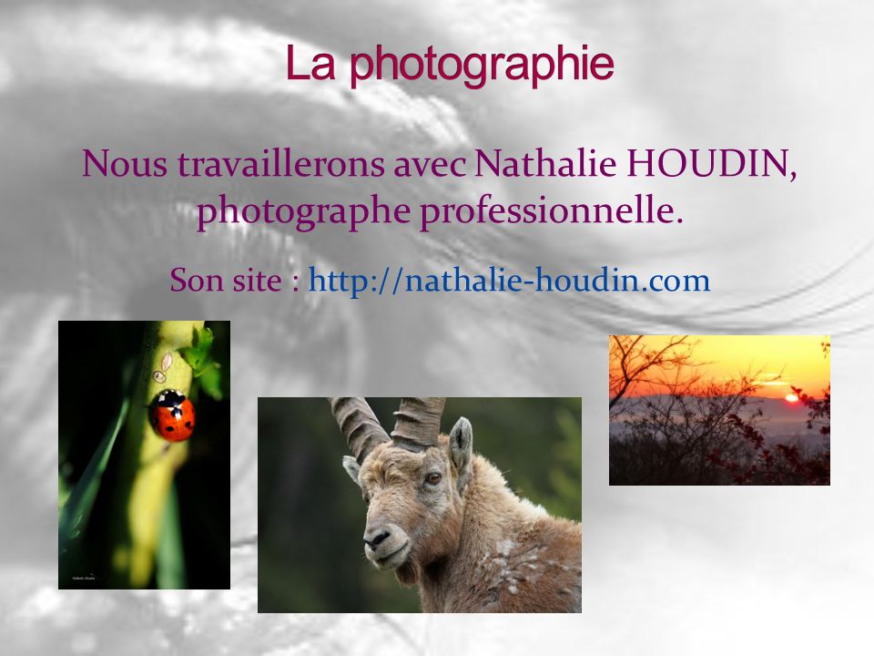 La photographie Nous travaillerons avec Nathalie HOUDIN, photographe professionnelle.