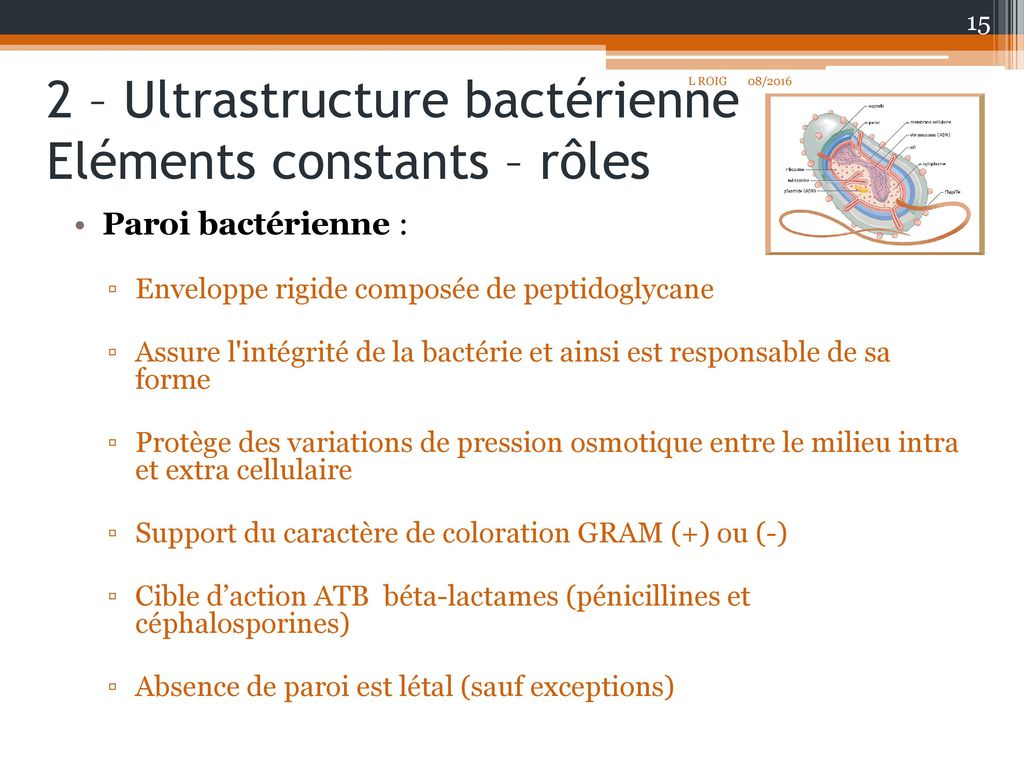 Les agents infectieux : Les bactéries (ou cellules bactériennes ...
