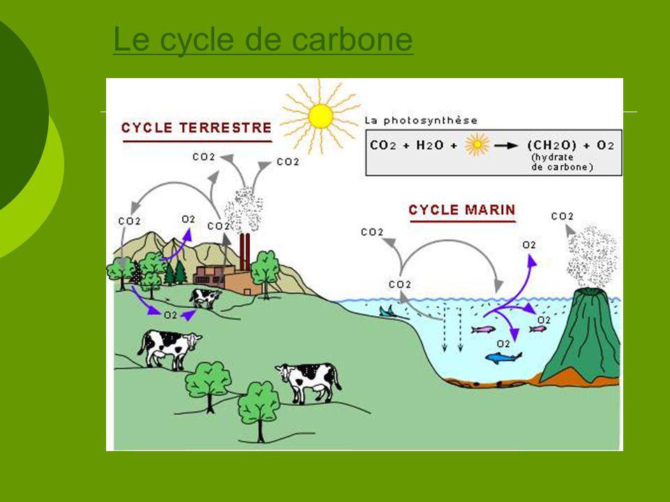 Le cycle de carbone