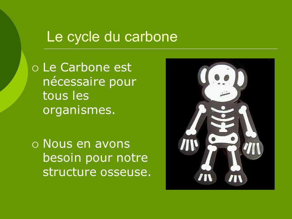 Le cycle du carbone Le Carbone est nécessaire pour tous les organismes.