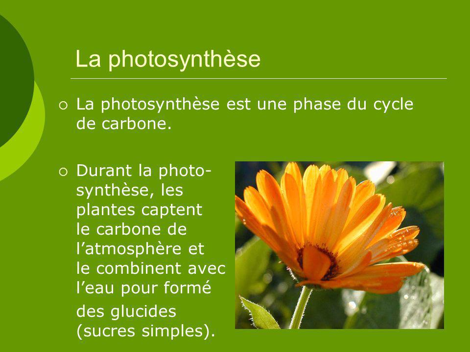 La photosynthèse La photosynthèse est une phase du cycle de carbone.