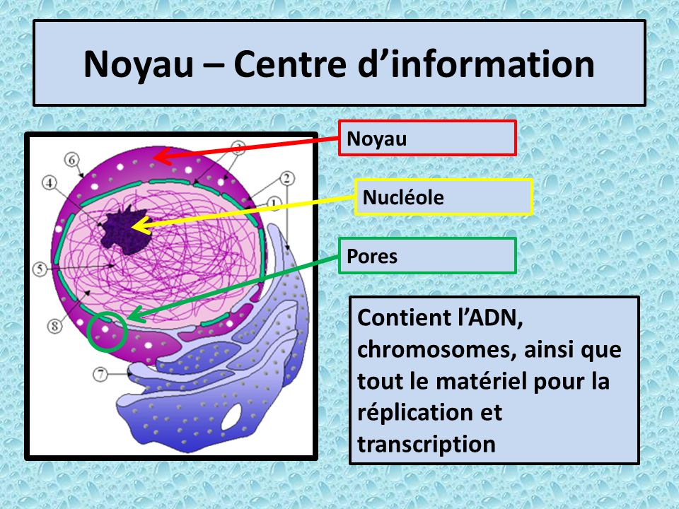 Noyau – Centre d’information