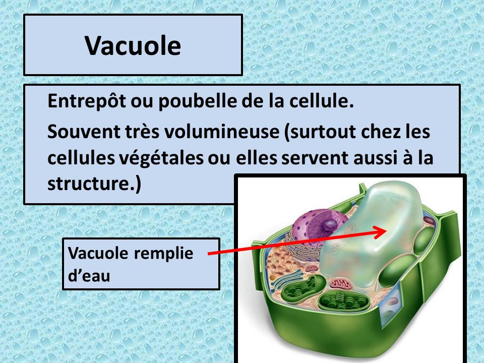 Vacuole Entrepôt ou poubelle de la cellule. Souvent très volumineuse (surtout chez les cellules végétales ou elles servent aussi à la structure.)