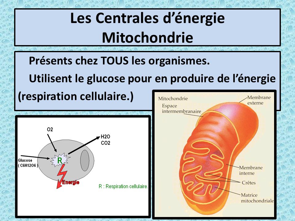 Les Centrales d’énergie Mitochondrie