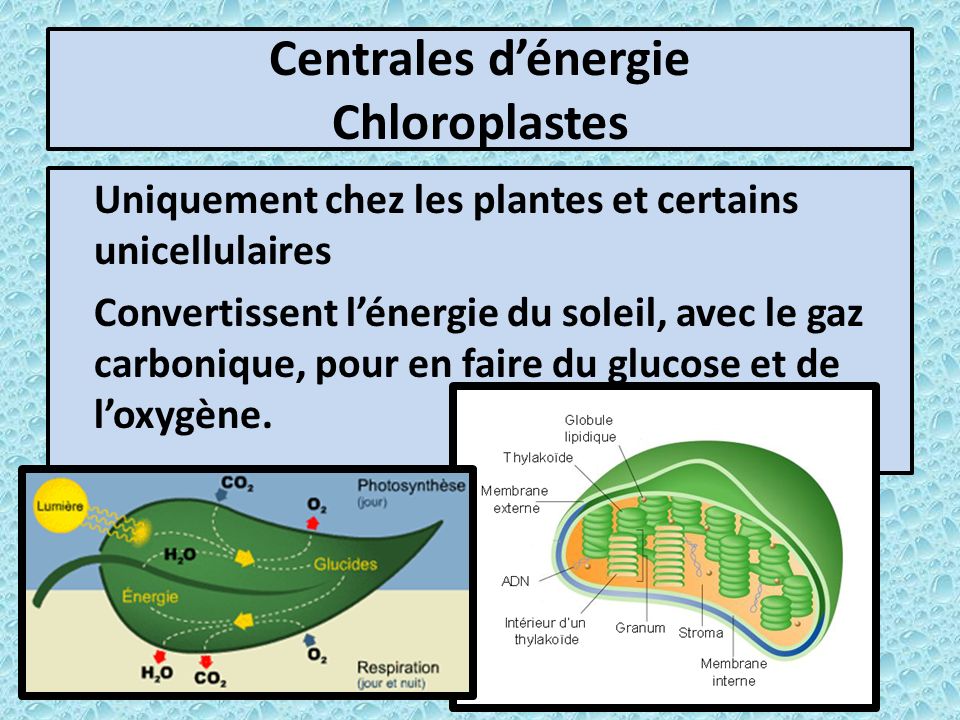 Centrales d’énergie Chloroplastes