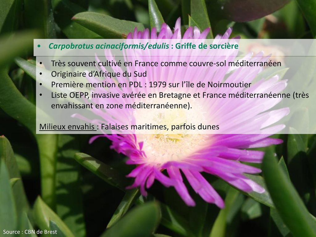 Carpobrotus acinaciformis/edulis : Griffe de sorcière
