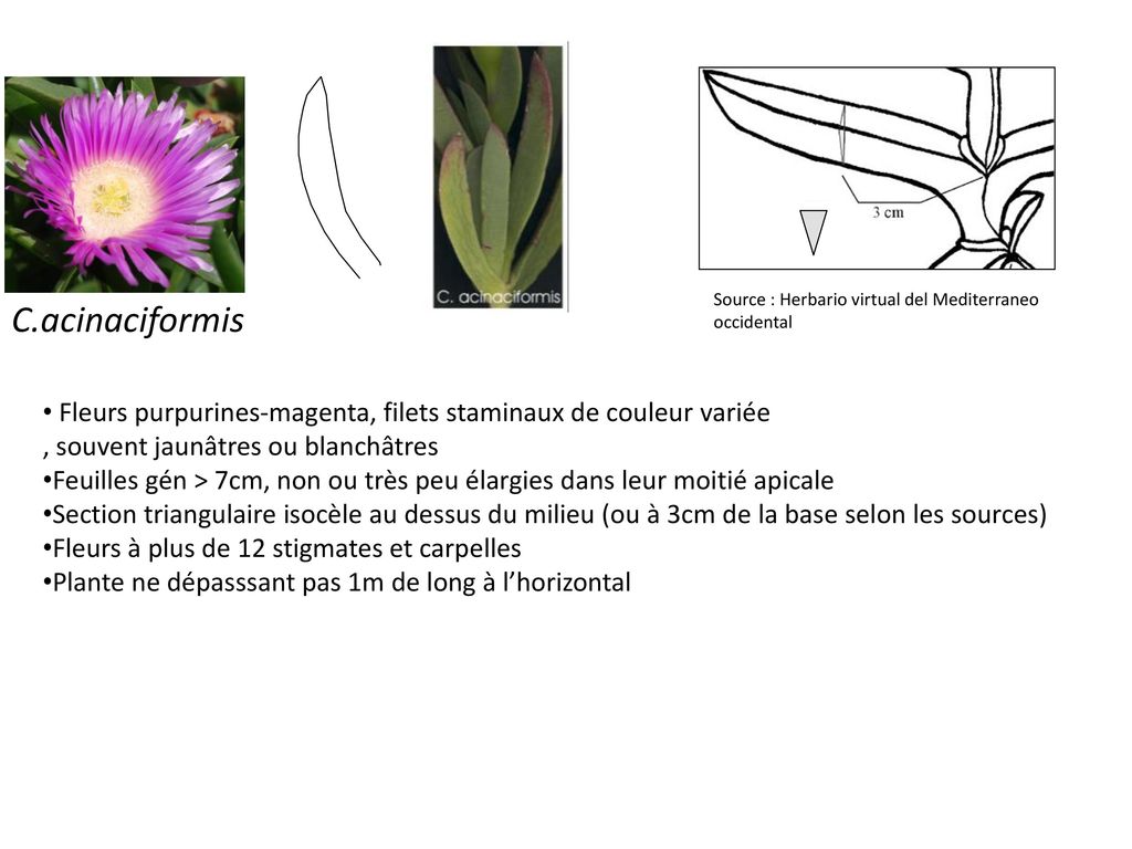 Source : Herbario virtual del Mediterraneo occidental