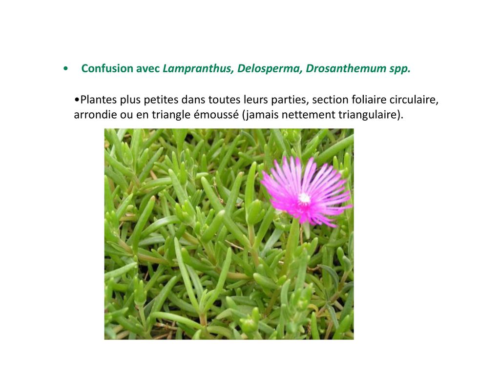 Confusion avec Lampranthus, Delosperma, Drosanthemum spp.
