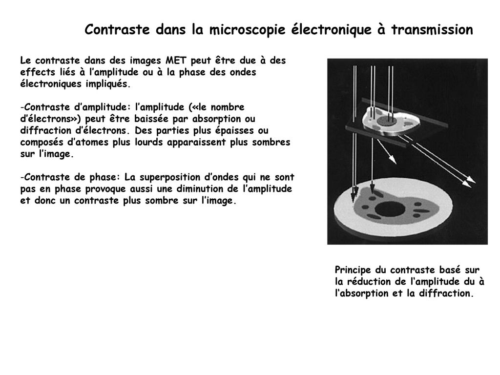 Microscope électronique à transmission avec un canon à effet de