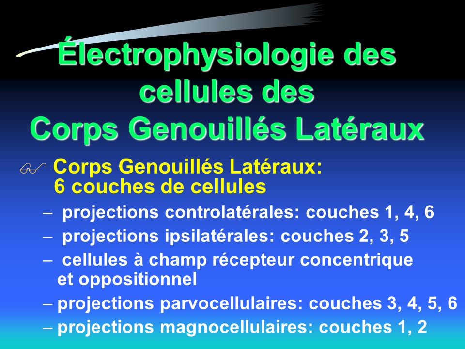 Électrophysiologie des cellules des Corps Genouillés Latéraux