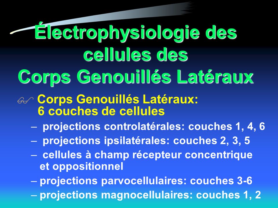 Électrophysiologie des cellules des Corps Genouillés Latéraux