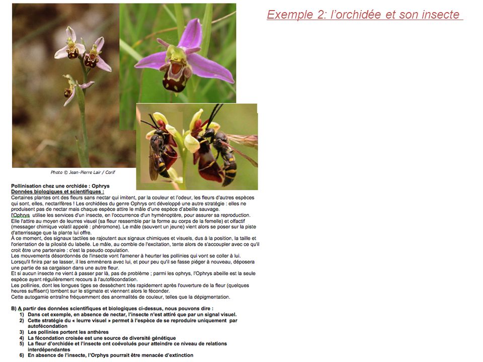 Exemple 2: l’orchidée et son insecte