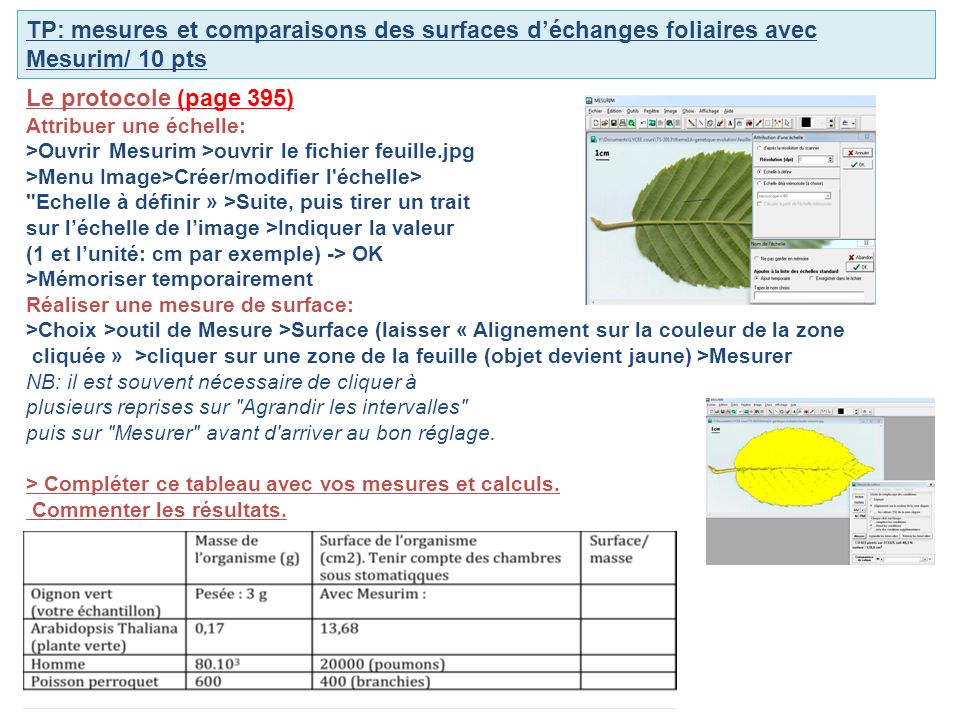 TP: mesures et comparaisons des surfaces d’échanges foliaires avec Mesurim/ 10 pts