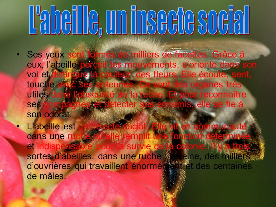 L abeille, un insecte social