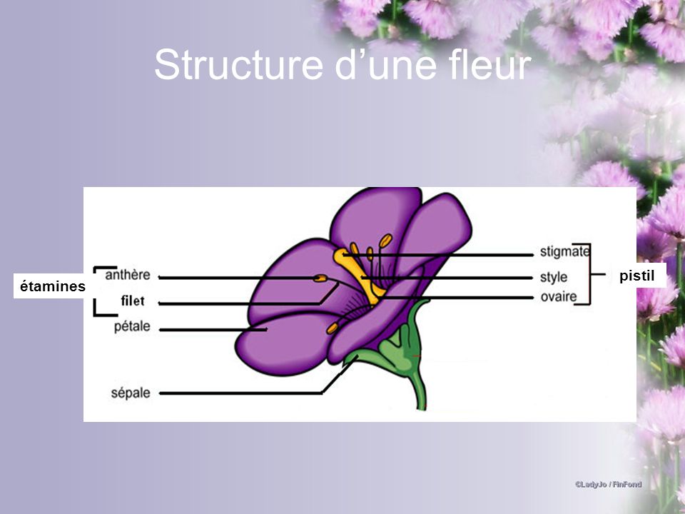 Structure d’une fleur pistil étamines