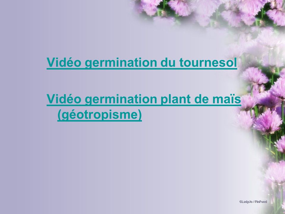 Vidéo germination du tournesol
