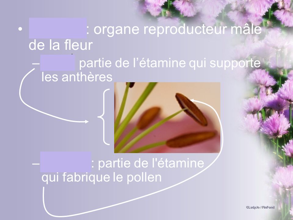 Étamine: organe reproducteur mâle de la fleur