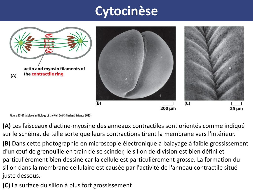 Biologie Moléculaire De La Cellule Sixième Édition - Ppt Télécharger